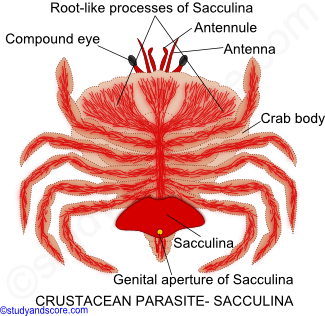 Parasitism in Crustaceae, crustacean parasites, parasitic crustaceans, copepod parasites, Isopoda parasites, cirripidea parasites, Branchiura parasites